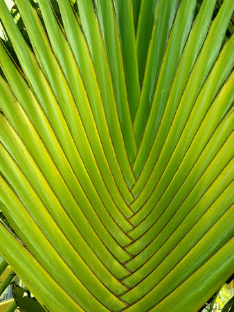 A photo of palm leaf and the sky