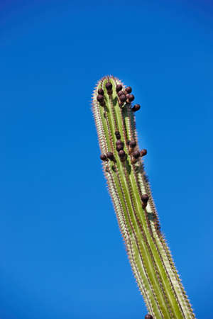A photo of The Organ Pipe Cactus