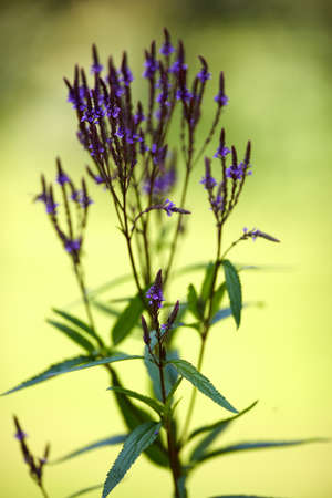 a photo of garden flower in the morning
