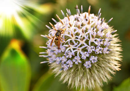 A macro photo of an imitation bee on a flowerの写真素材