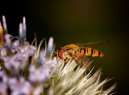 A macro photo of an imitation bee on a flowerの写真素材