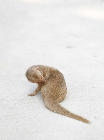A photo of Hawaiian mongoose on a parking lotの写真素材