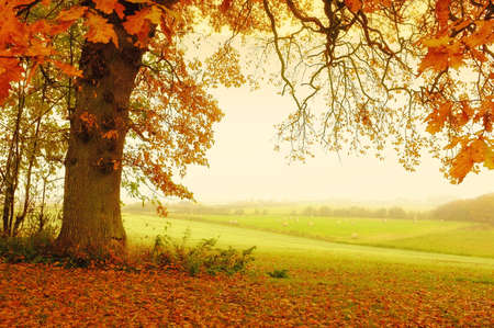 A photo of trees an autumn morningの写真素材