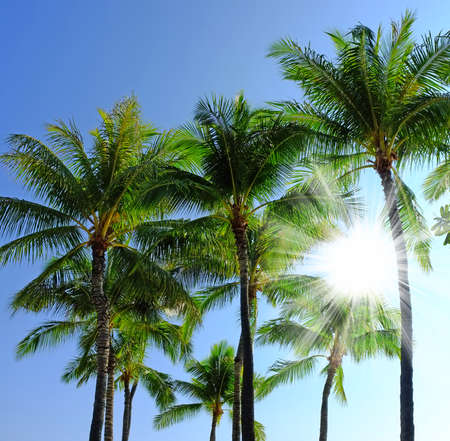 A photo of palms a tropical morning with blue sky