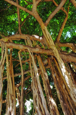 A photo of Jungle trees in Honolulu
