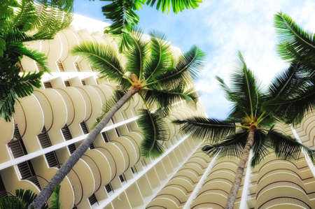 A photo of  Palms in the Pacific, Waikikiのeditorial素材