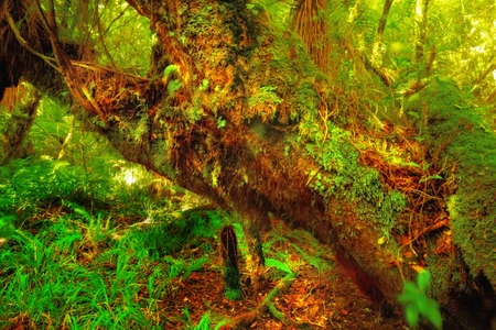 A photo from the rainforest - jungle