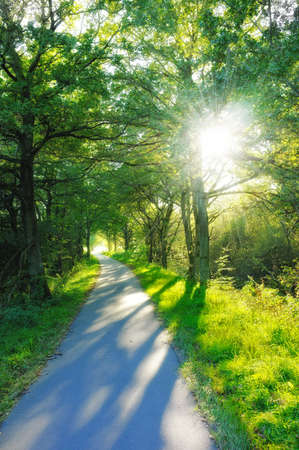 A photo of the Forest in springtimeの写真素材