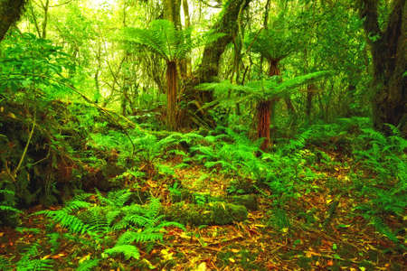 A photo of African wilderness