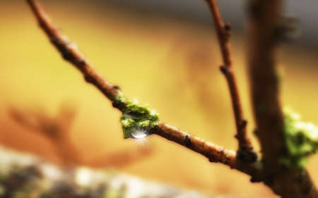 A photo a spring bud in the rainの写真素材