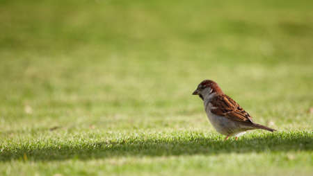 A telephoto of a sparrow on a lawn