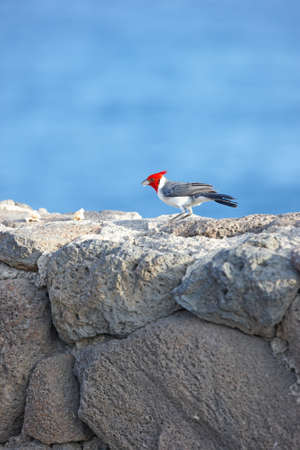 Telephoto of a Red-crested Cardinal (Paroaria coronata)