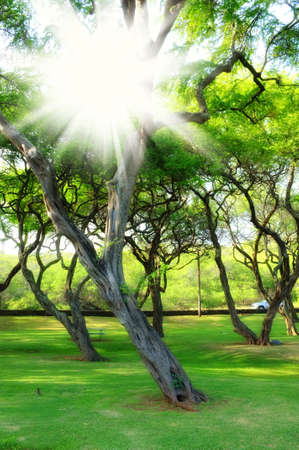 A photo of forest in springtime