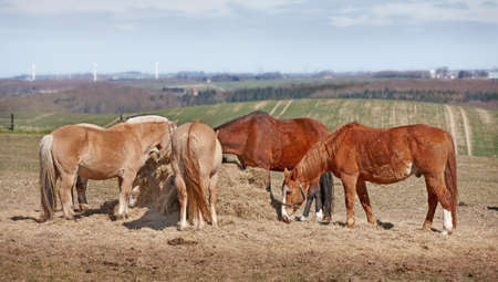 A photo of a group of horses eating
