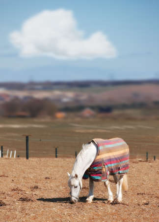 A photo of a group of horses eatingの写真素材