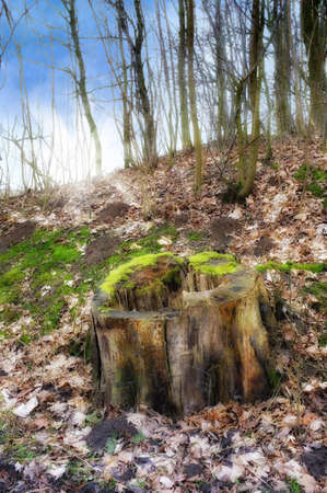 Photo of swamp and meadow - Denmarkの写真素材