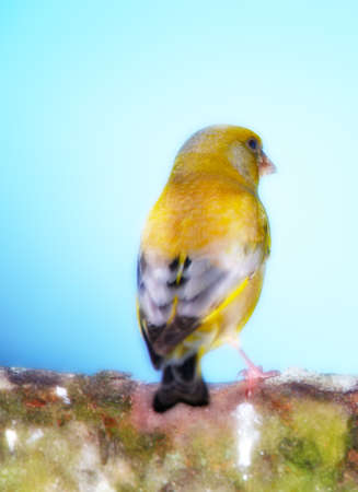 Telephoto of Carduelis chloris - Greenfinch. の写真素材