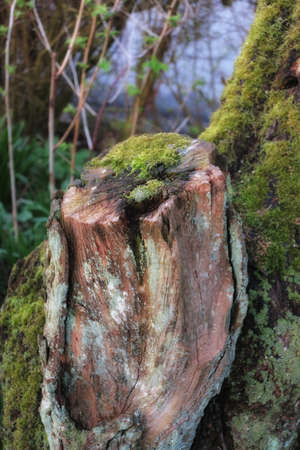 A photo of a tree stump in natural settingsの写真素材