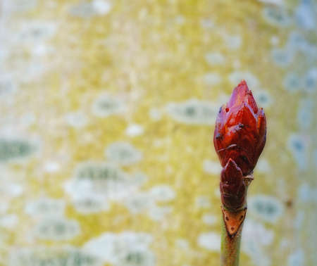 A photo of Chestnut bud closeupの写真素材