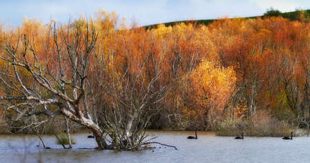 A photo of lake in forest  in the cold seasonの写真素材