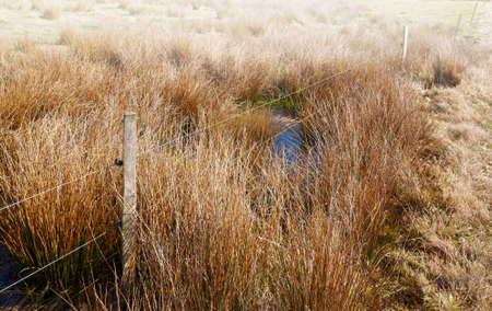 A photo from swamp land
