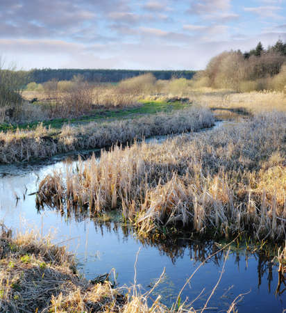 A photo of small river in swamp landの写真素材