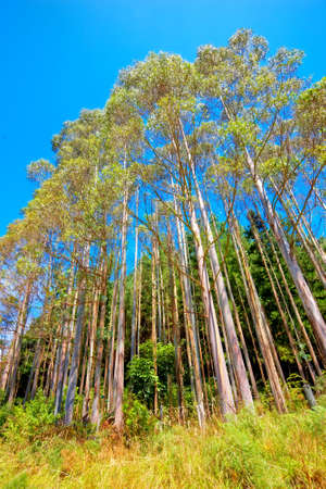 A photo of the Forest in springtimeの写真素材
