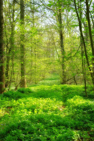 A photo of Sunshine in the green forestの写真素材