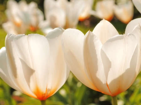 A photo of tulipsの写真素材