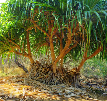 A photo of African wildernessの写真素材