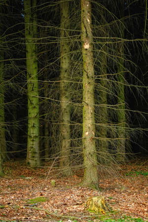 A photo of Early springtime in the countryside