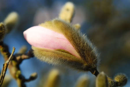 A photo of a ping Japanese spring flower