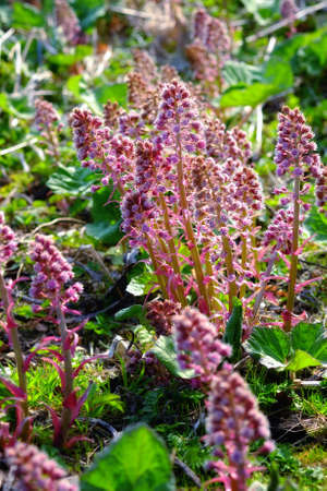 A photo of a ping Japanese spring flowerの写真素材