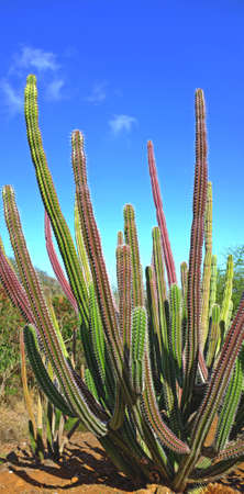 A cactus photo with lots of details, USA