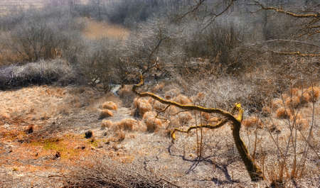 Photo of swamp and meadow - Denmark