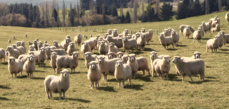 a photo of lots of sheep in natural setting