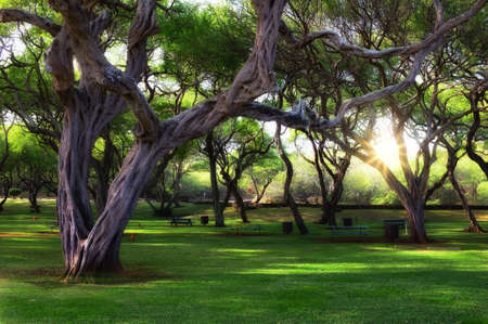 A photo of sun beams in forestの写真素材