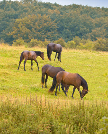 A photo of horses in the fieldの写真素材