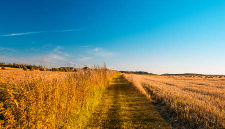 A photo of a Green Wheat field in sunsetの写真素材