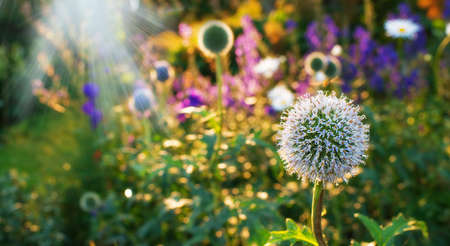 Garden dreams at sunset in summertimeの写真素材