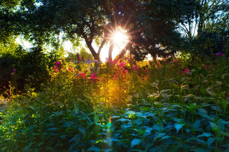 Garden dreams at sunset in summertimeの写真素材