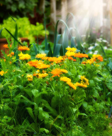 Garden dreams at sunset in summertimeの写真素材