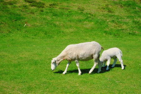 A photo of sheeps in natural setting