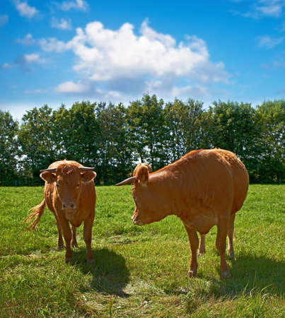 A photo of a red Danish cowの写真素材