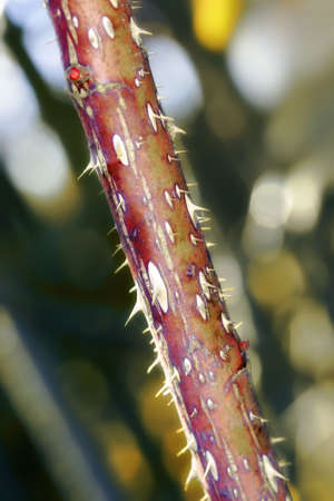 A photo of rose thorns