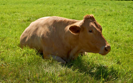 A photo of brown or reddish cowsの写真素材