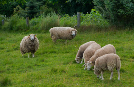 A photo of sheeps i New Zealandの写真素材