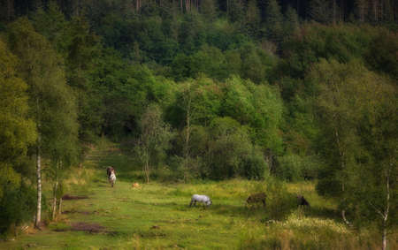 A photo of horses in natural landscapeの写真素材