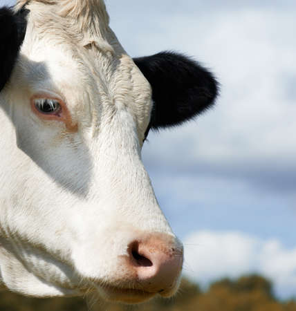 White milch cow with black spots の写真素材