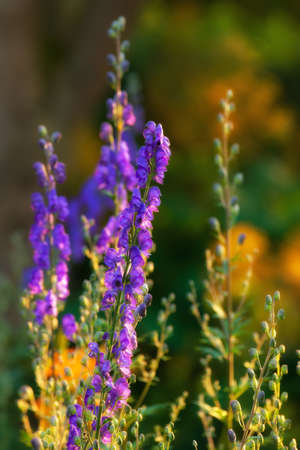 Garden dreams at sunset in summertimeの写真素材